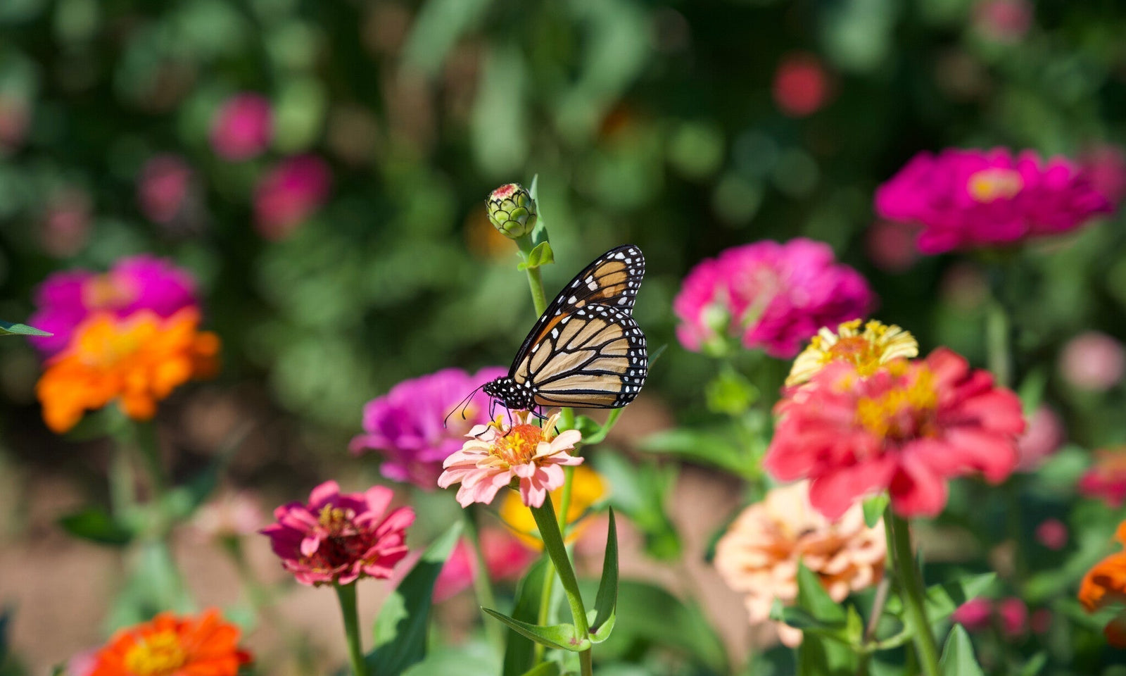 Tipps, um mehr Schmetterlinge im Garten zu haben