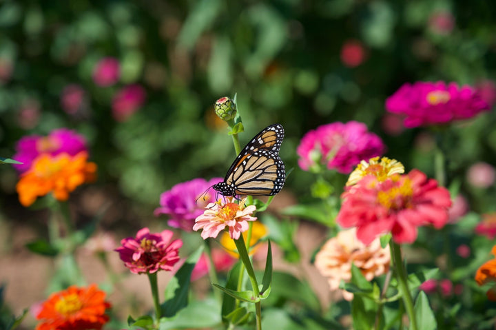 Tipps, um mehr Schmetterlinge im Garten zu haben