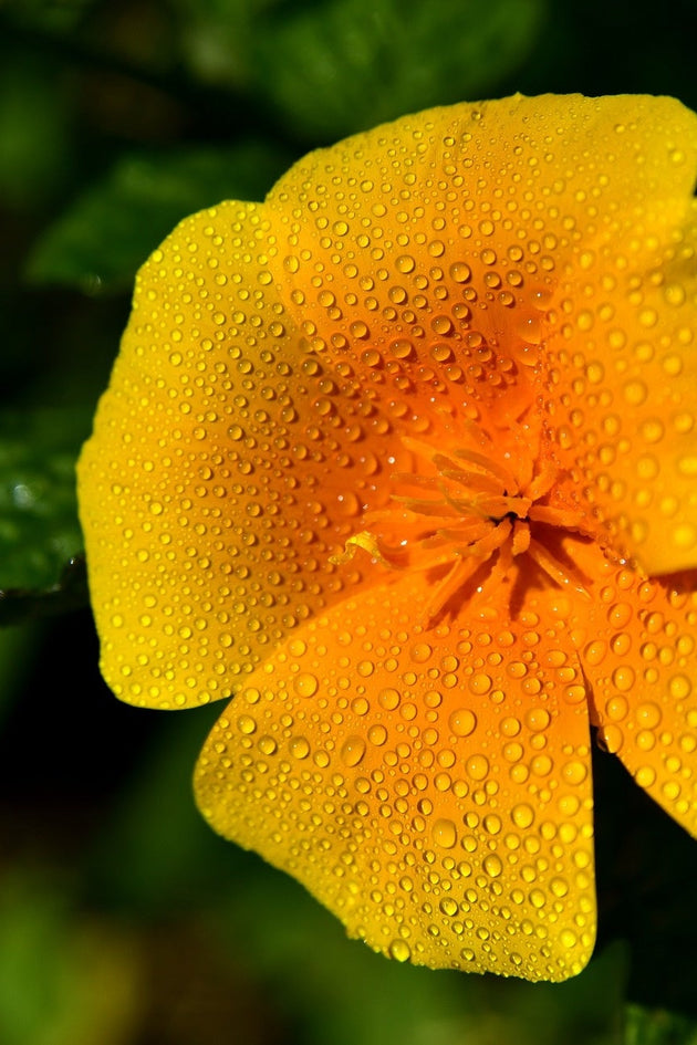 Slaapmutsje met dauw