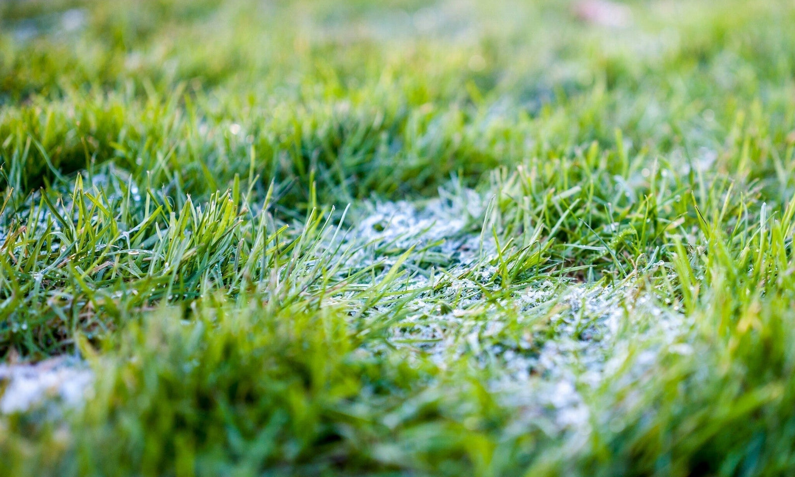 Schneeschimmel im Gras behandeln