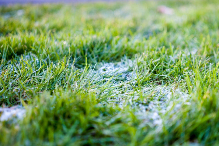 Schneeschimmel im Gras behandeln