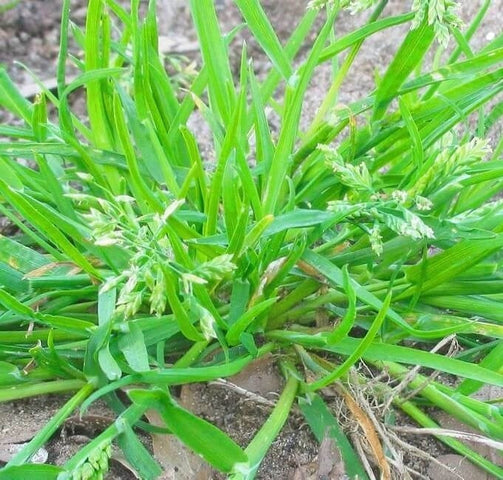 Wildgräser im Rasen erkennen, bekämpfen und vorbeugen