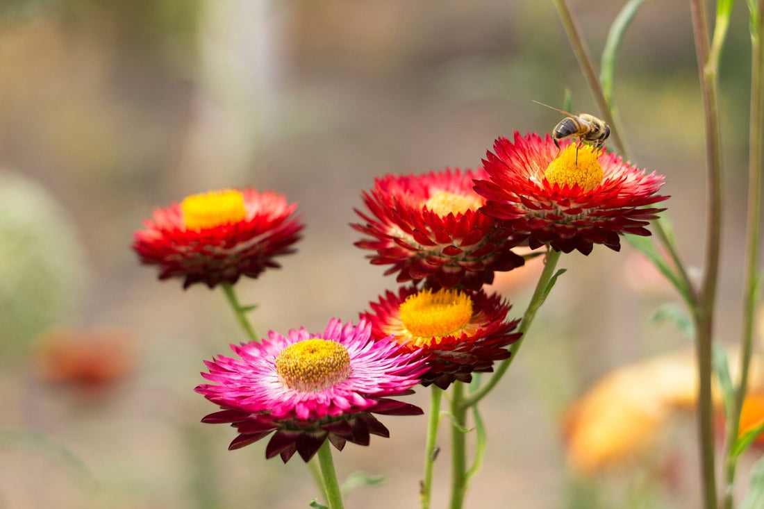 Strobloem Helichrysum bracteatum