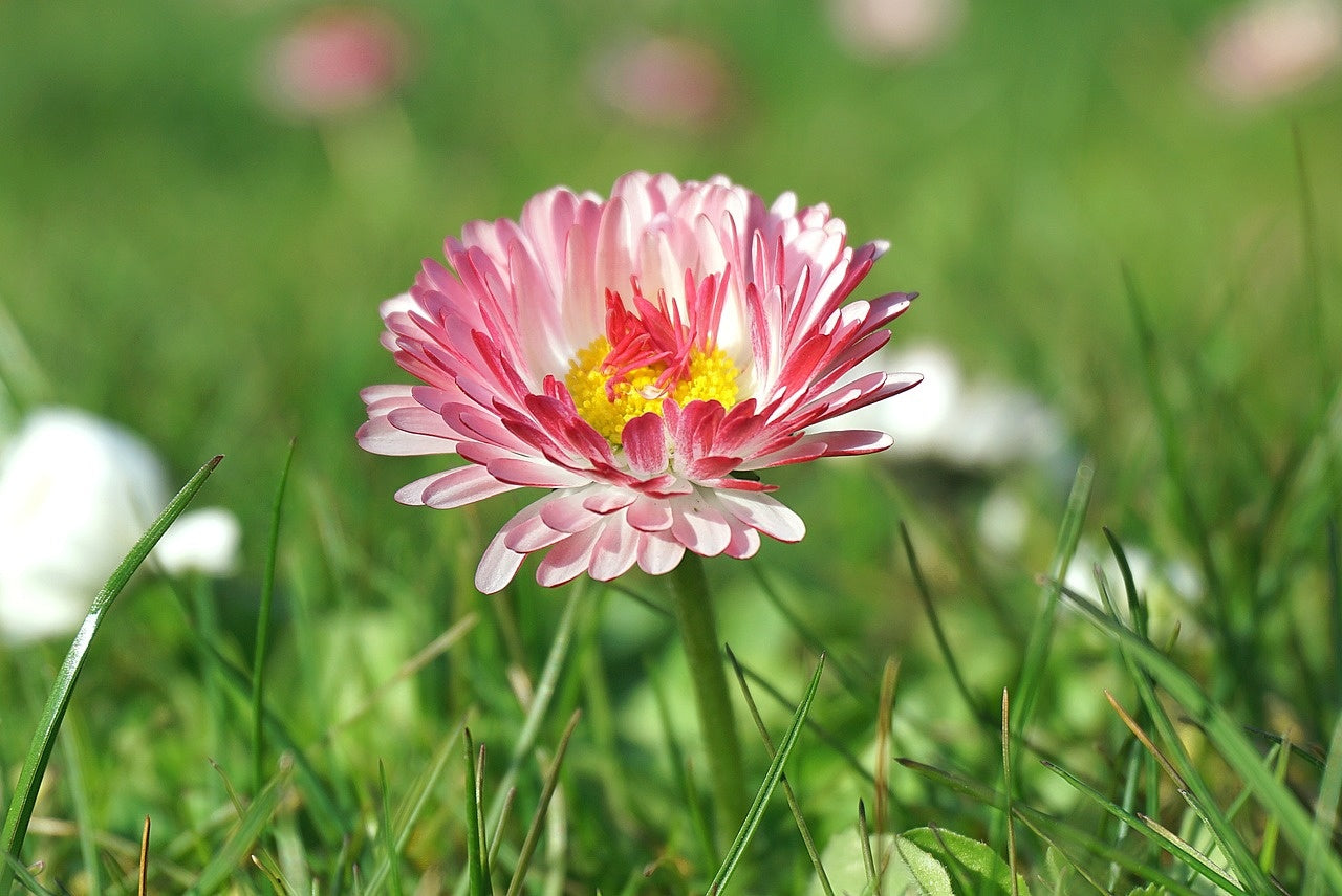 Aussaat von Wildblumen: Wie geht das?