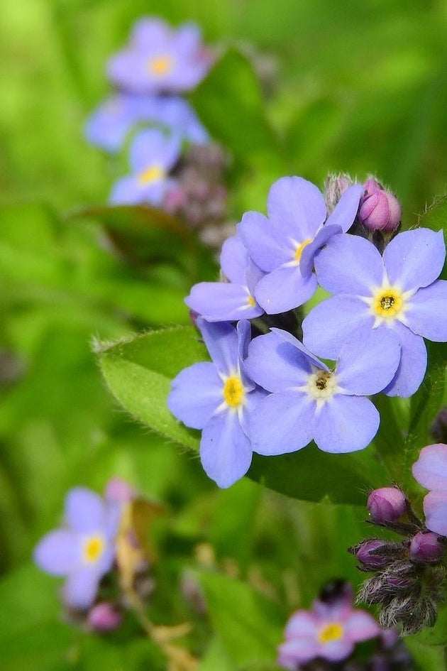 Vergeet-mij-nietjes_kennisbank