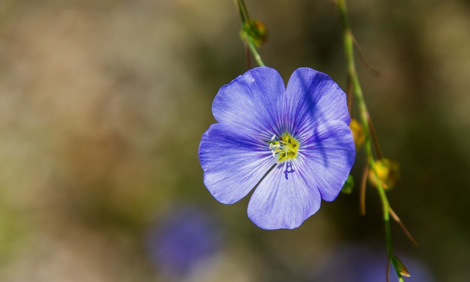 Gemeiner Lein - Linum
