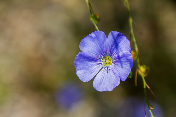 Gemeiner Lein - Linum