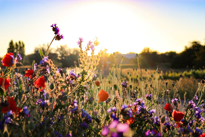 Was ist eine Blumenwiese?
