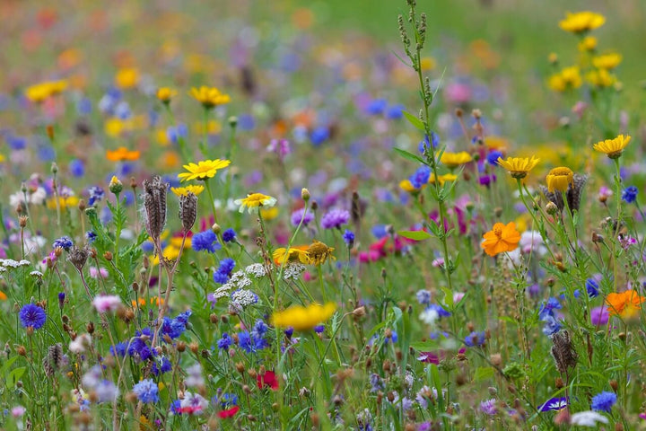Welche Böden sind für Wildblumen geeignet?