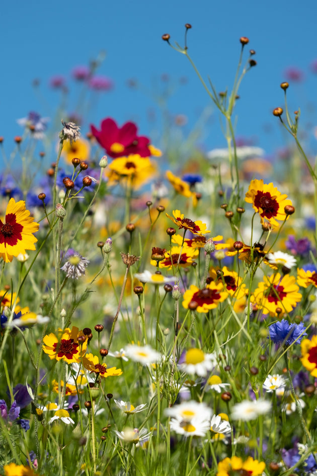 Wilde bloemen: 20 prachtige soorten voor in de tuin