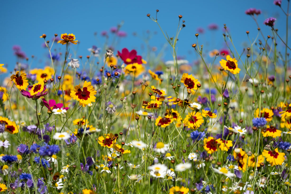 Wilde bloemen: 20 prachtige soorten voor in de tuin