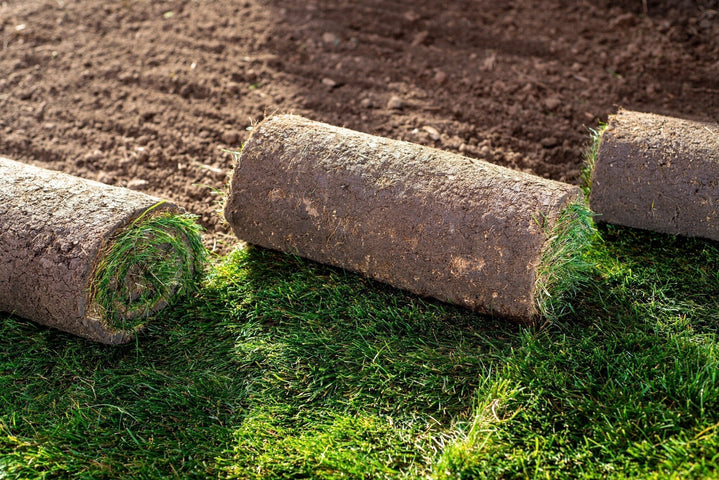 Rollrasen verlegen in 5 Schritten