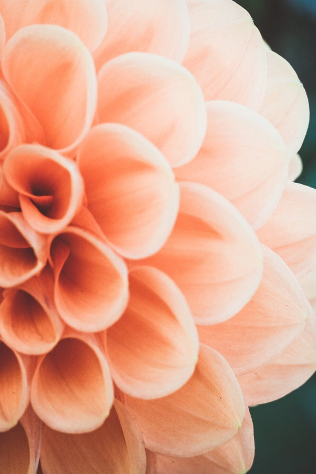 Zinnia1