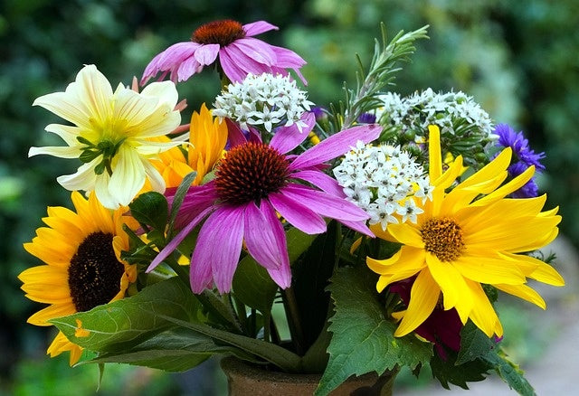 Sommerblumen: alles Wissenswerte