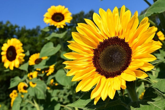 Zonnebloem - Helianthus