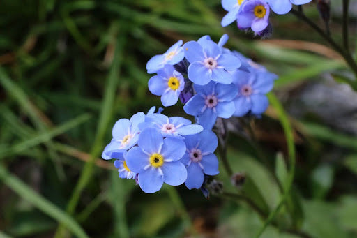 bloemen-zaaien-augustus