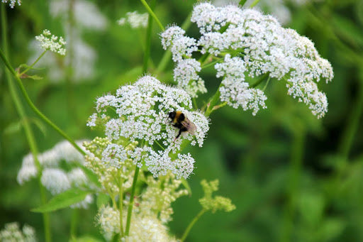 bloemen-zaaien-november