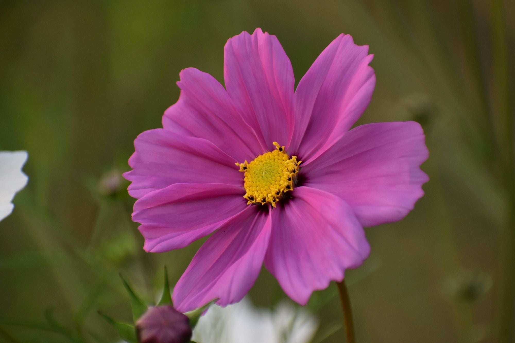 Eenjarige bloemzaden