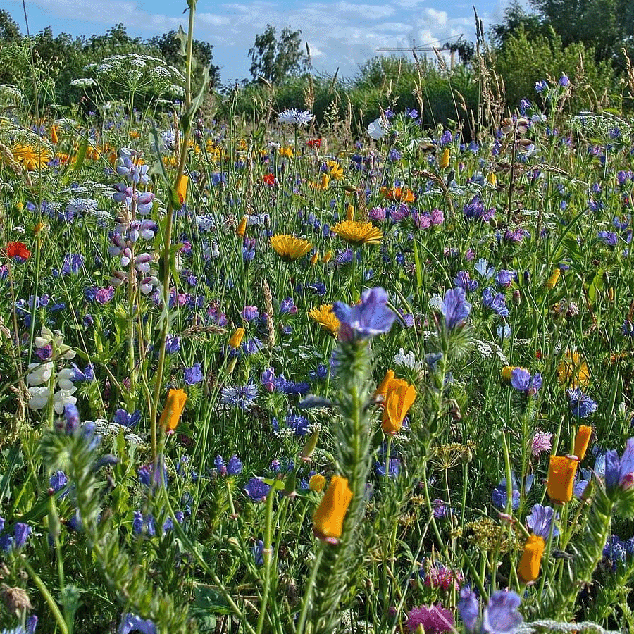 Typ B1 - Magerwiesen saatgut mehrjährig