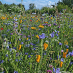 Typ B1 - Magerwiesen saatgut mehrjährig