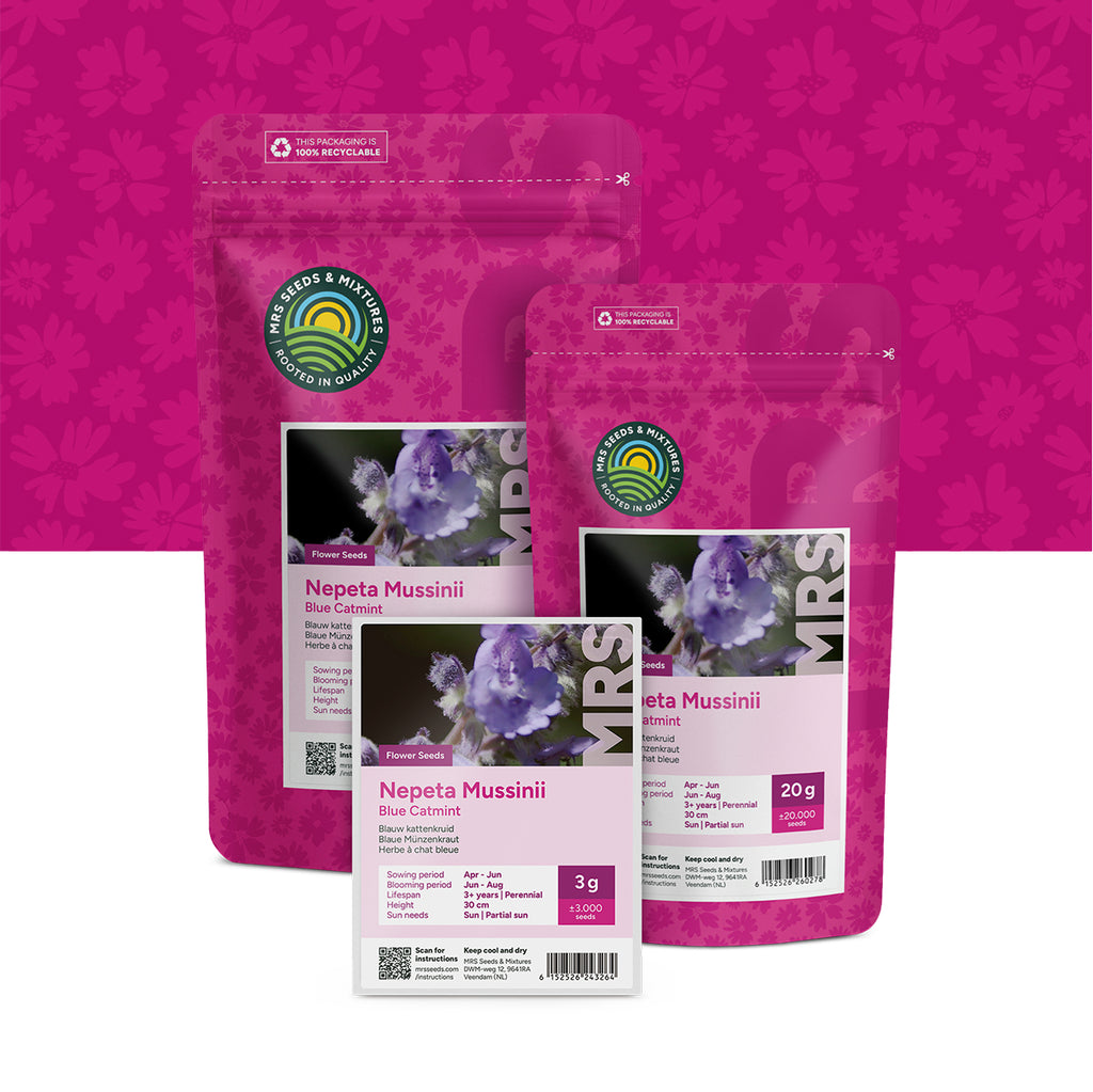Blaue Katzenminze – Nepeta mussinii