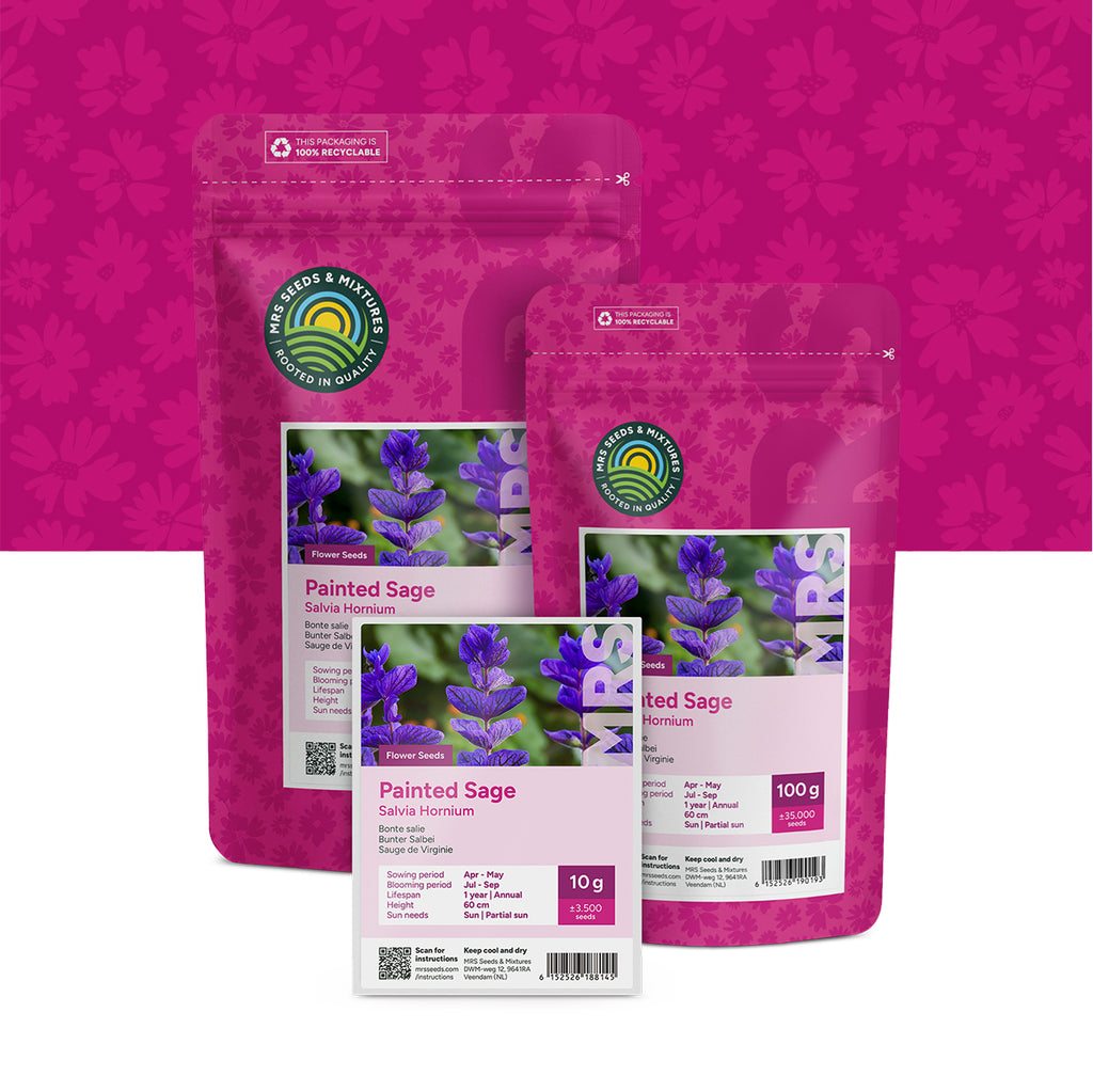 Bunter Salbei – Salvia horminum