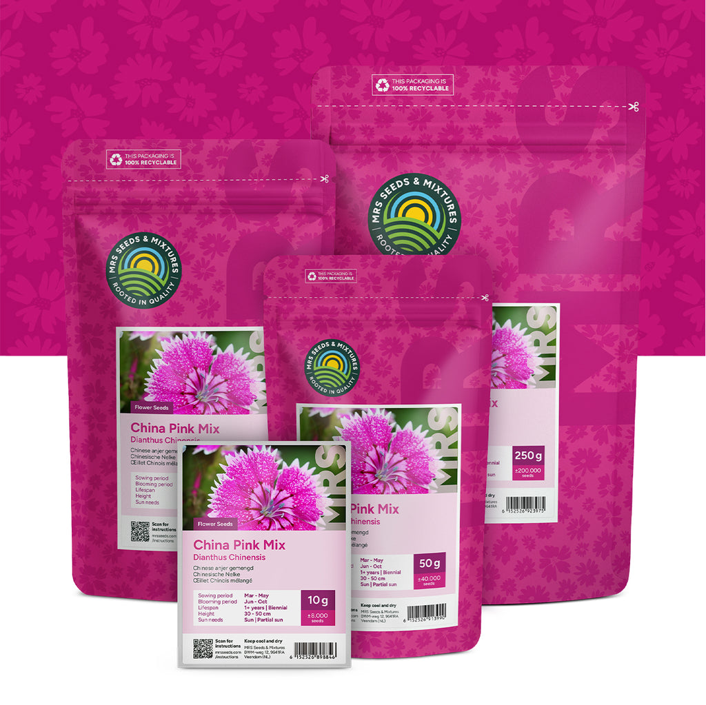 Chinesische Nelke – Dianthus chinensis