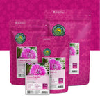 Chinesische Nelke – Dianthus chinensis