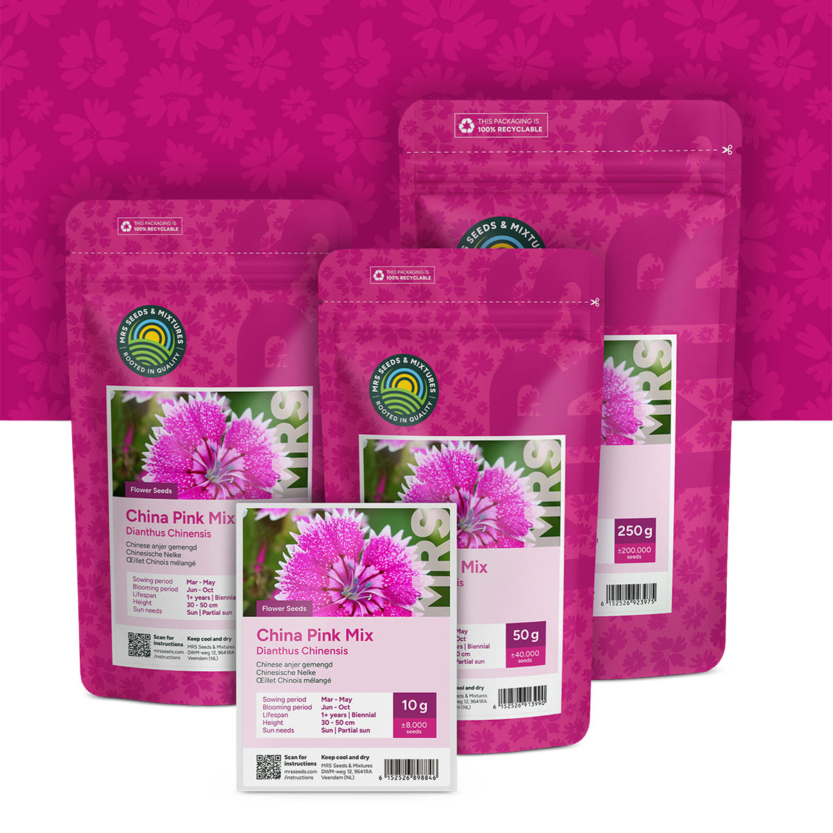 Chinesische Nelke – Dianthus chinensis