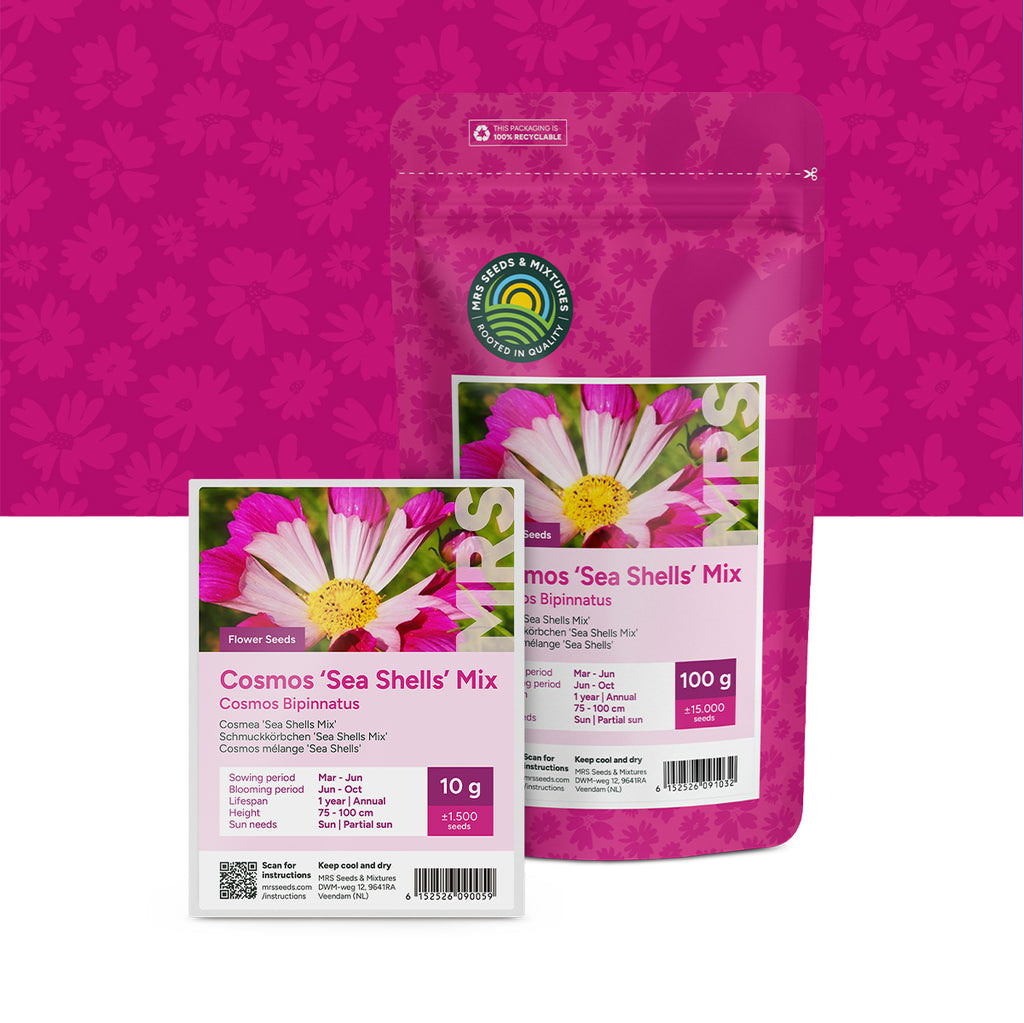 Schmuckkörbchen  – Cosmos 'Sea Shells' mix