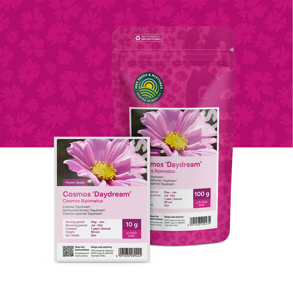 Schmuckkörbchen  'Daydream' – Cosmos bipinnatus