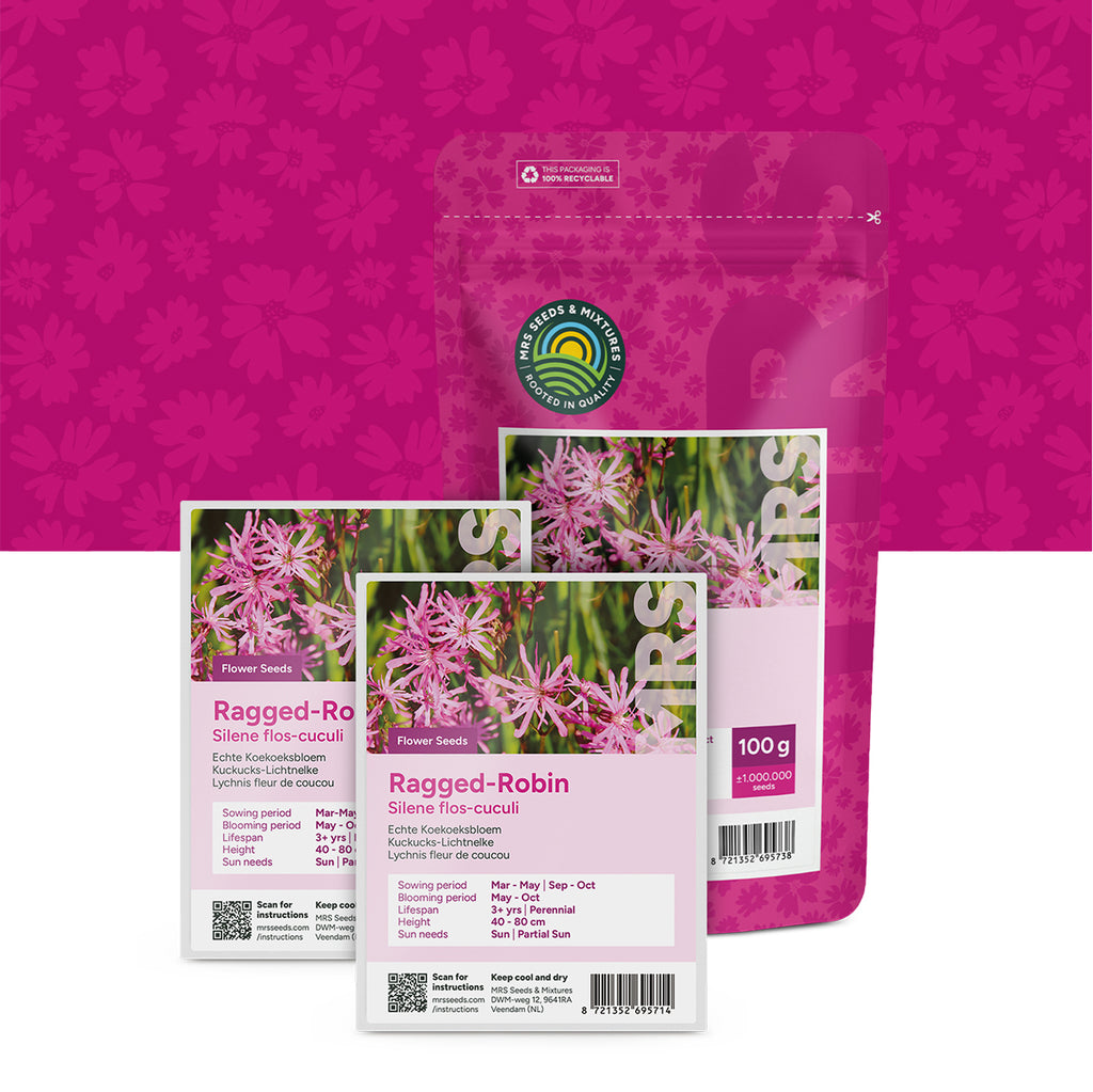 Kuckucks-Lichtnelke – Silene flos-cuculi