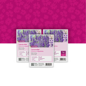 Echter Lavendel – Lavandula angustifolia