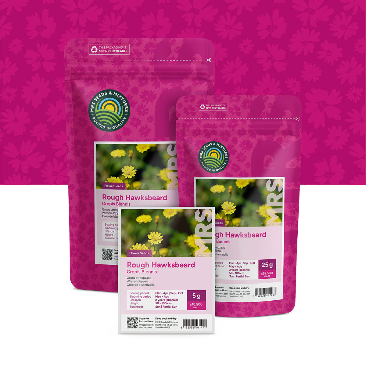 Wiesen-Pippau – Crepis biennis