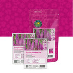 Blutweiderich – Lythrum salicaria