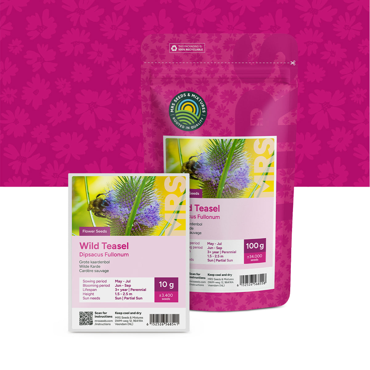 Wilde Karde – Dipsacus fullonum