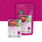 Brandschopf – Celosia cristata