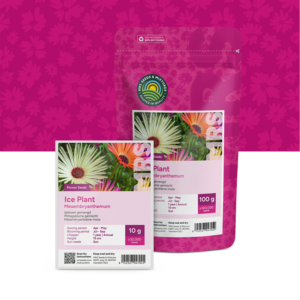 Mittagsblume (gemischt) – Mesembryanthemum