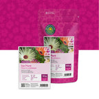 Mittagsblume (gemischt) – Mesembryanthemum
