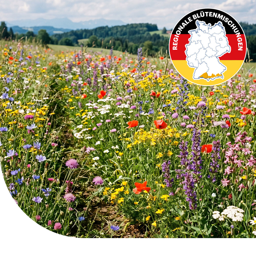 Alpenvorland - Regionale Wildblumenmischung