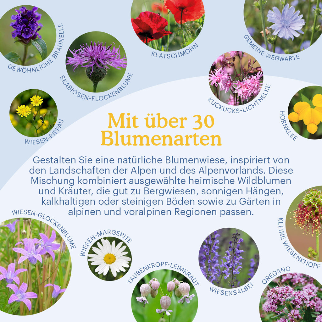 Alpenvorland - Regionale Wildblumenmischung
