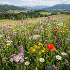 Alpenvorland - Regionale Wildblumenmischung