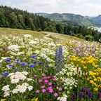 Joyfields Regionale Wildblumenmischung Deutschland - UG8 Erz- und Elbsandsteingebirge [de]