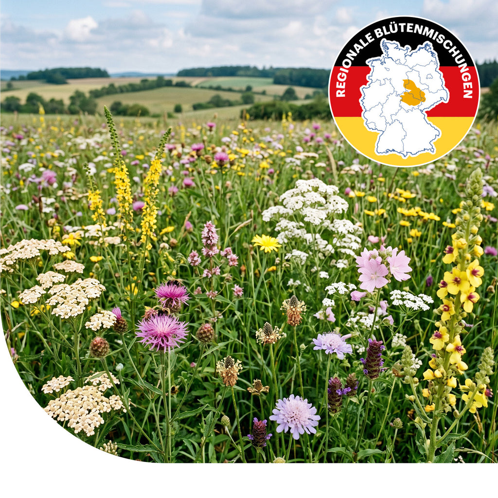 Mitteldeutsches Tief- und Hügelland - Regionale Wildblumenmischung