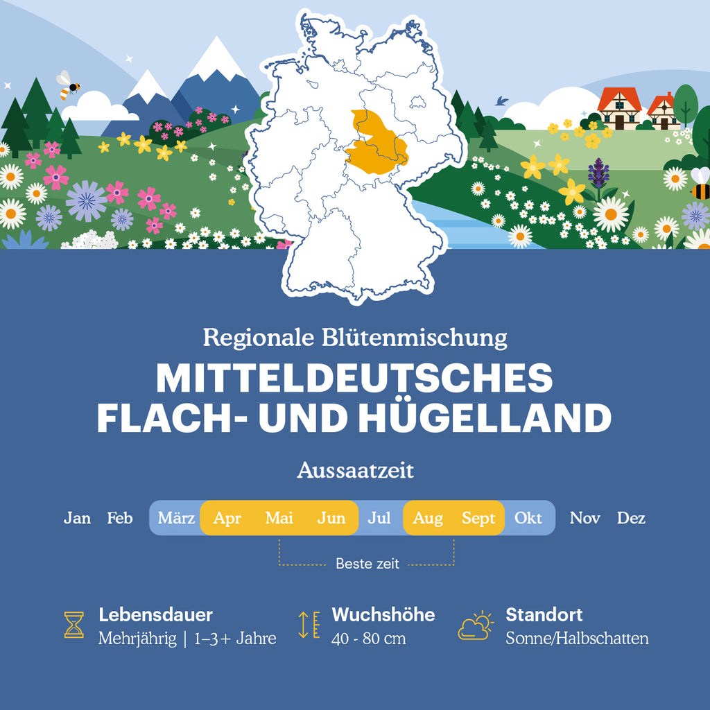 Mitteldeutsches Tief- und Hügelland - Regionale Wildblumenmischung