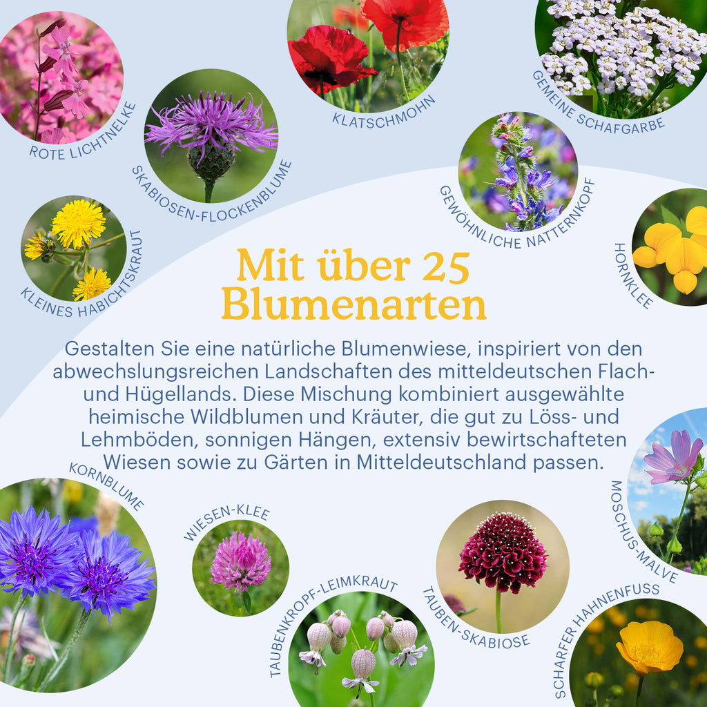 Mitteldeutsches Tief- und Hügelland - Regionale Wildblumenmischung