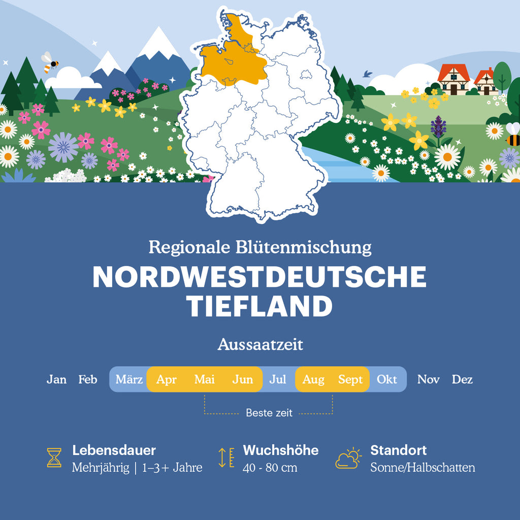 Nordwestdeutsche Tiefland - Regionale Wildblumenmischung