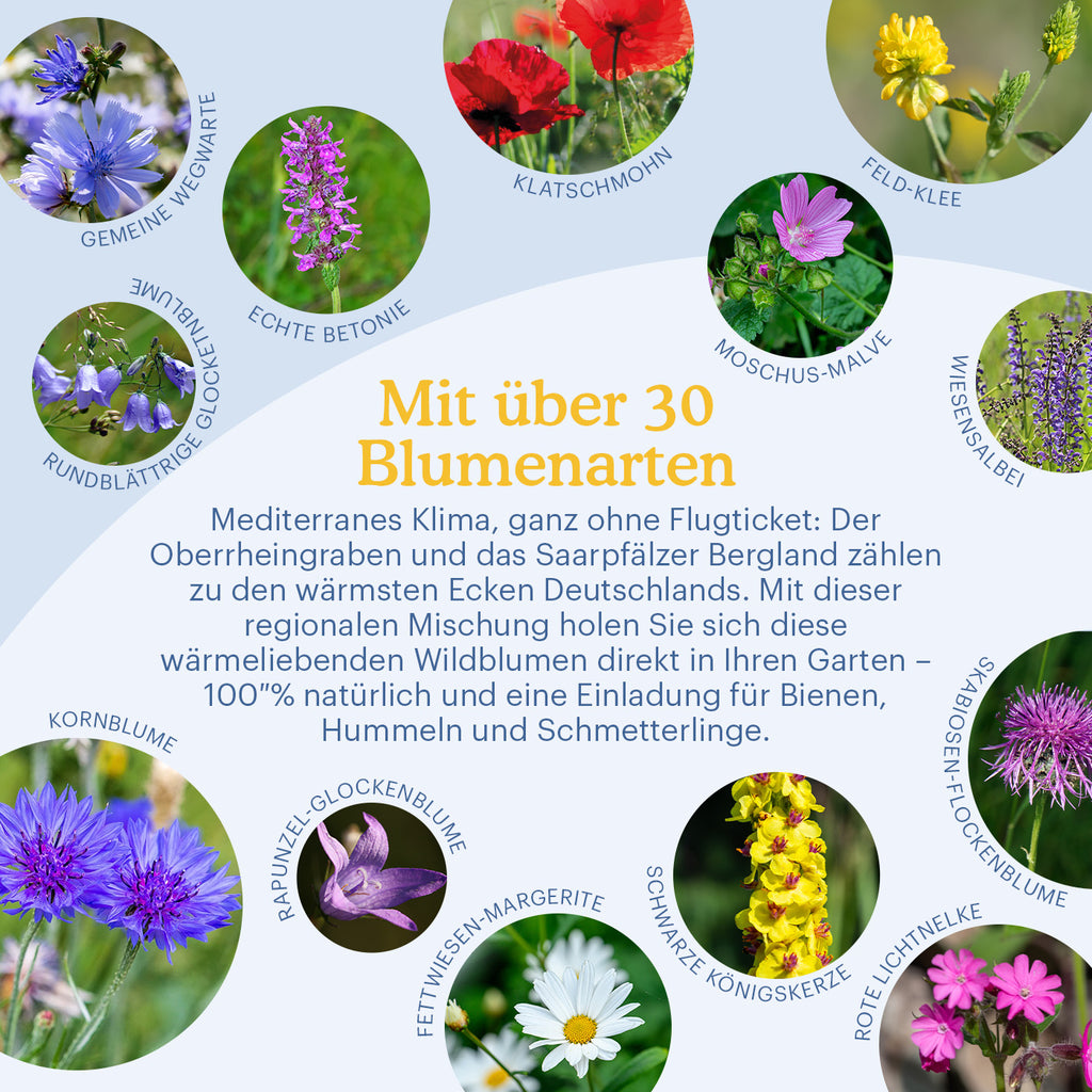 Joyfields Regionale Wildblumenmischung Deutschland - UG9 Oberrheingraben [de]