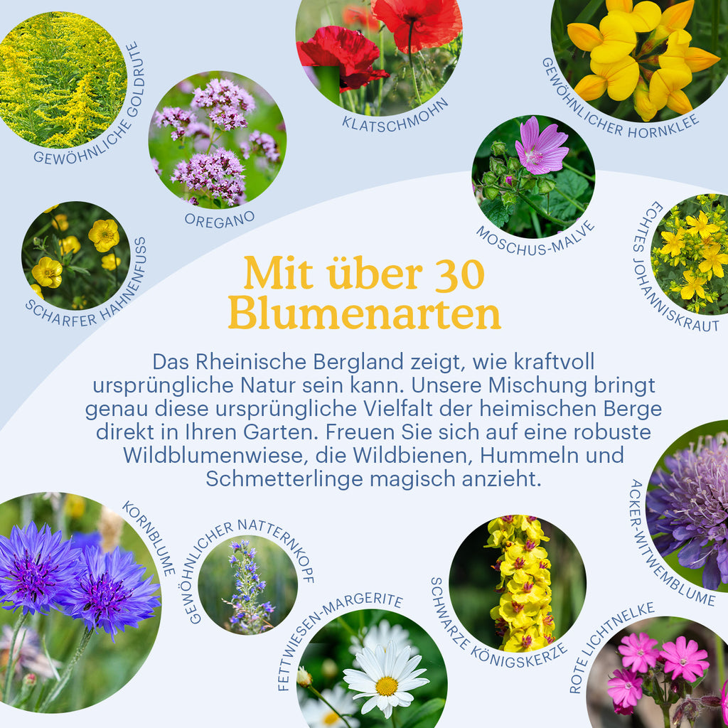 Joyfields Regionale Wildblumenmischung Deutschland - UG7 Rheinisches Bergland [de]
