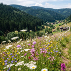 Joyfields Regionale Wildblumenmischung Deutschland - UG10 Schwarzwald [de]